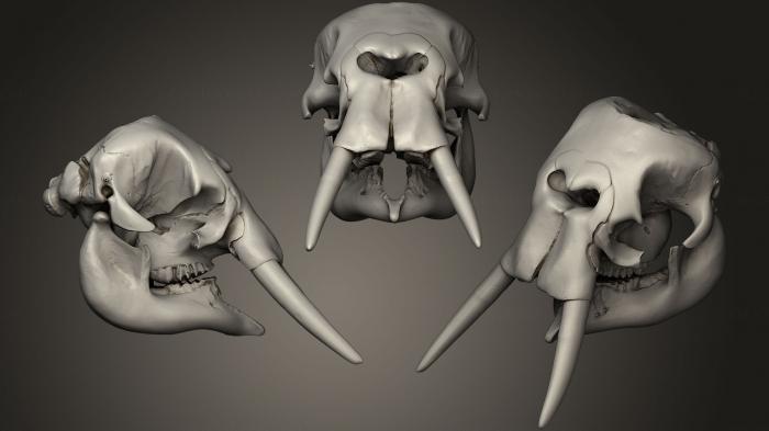 Anatomy of skeletons and skulls (ANTM_0241) 3D model for CNC machine
